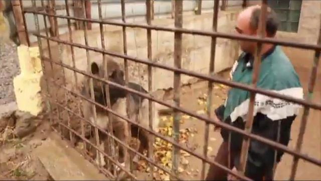 Кавказские овчарки.flv смотреть онлайн