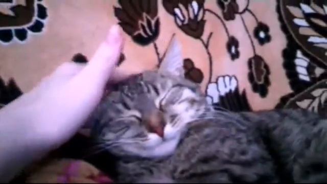 мой самый классный котик Вася смотреть онлайн