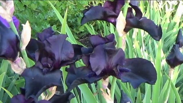 ИРИСЫ. Как выбрать лучший сорт для сада? смотреть онлайн