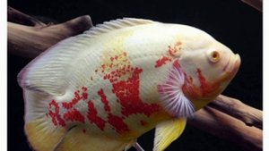 Астронотус-оскар альбинос