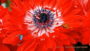 Анемона махровая Ред (anemona) ? махровая анемона Ред обзор: как сажать, луковицы анемоны Ред