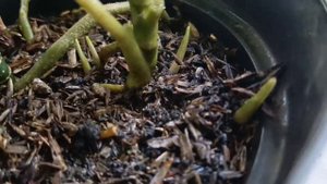 Aglaonema Rotundum Tiger   a Type of Aglaonema that Grows Fast