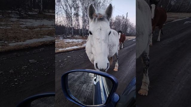 #лошадка