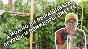 Огурцы и помидоры. Можно ли выращивать вместе?