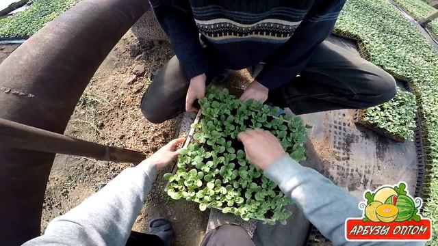 Агрегат для извлечения рассады из кассеты 11 05 2015