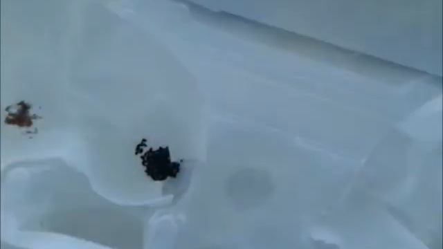 Проращивание семян