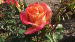 2020 Rose Airbrush- Роза Эирбраш