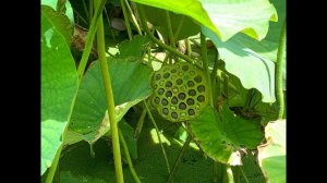 Sacred Lotus - Nelumbo nucifera