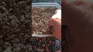 Самка эублефара Влада сделала первую кладку из двух яиц! Ура!!!