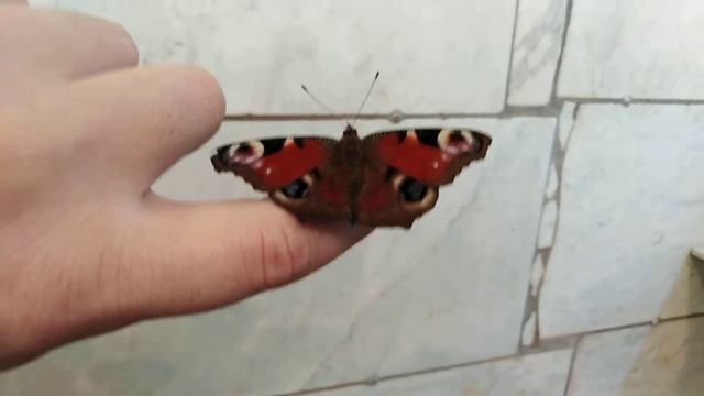 Чем кормить домашнюю бабочку смотреть онлайн