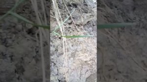 Нашёл бивень Мамонта