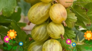 Крыжовник обыкновенный Мускатный. Краткий обзор, описание характеристик ribes uva-crispa Muskatnyj