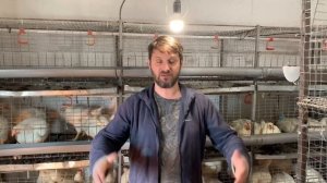 Забой бройлера 41день выращивание бройлера бизнес на бройлерах бройлер выращивание, клиентская база
