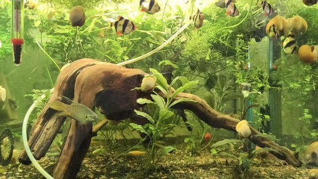 Икра стурисомы панамской и маленький обзор.. смотреть онлайн