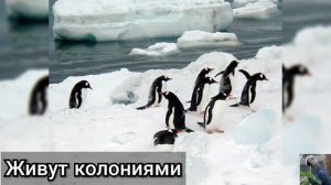 Субантарктический, или папуанский пингвин (англ. Gentoo penguin)