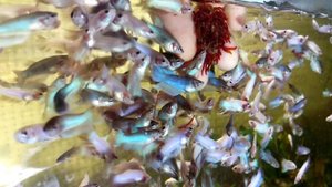 Аквариум для начинающих Бойцовые рыбки петушки Растут, дерутся, окрашиваются