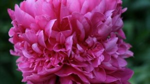 Пион Аркадий Гайдар / Peony Arkadij Gajdar. Пионы Н.С. Красновой.