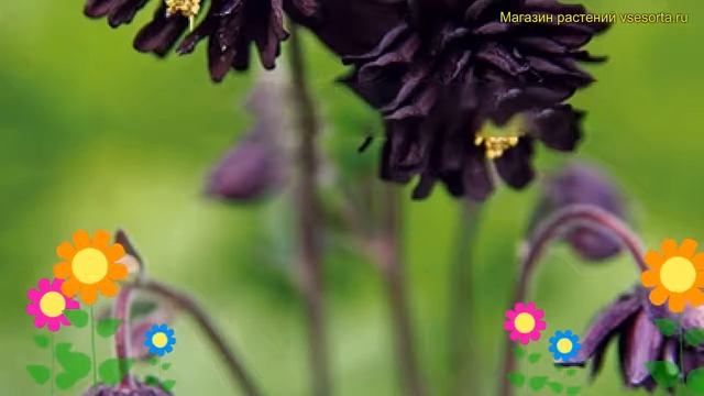 Аквилегия обыкновенная Стеллата Плена. Краткий обзор, описание aquilegia vulgaris Stellata plena
