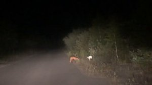 Лиса охотится на кошку.