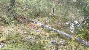 Тонны клюквы и брусники на болоте в Подмосковье