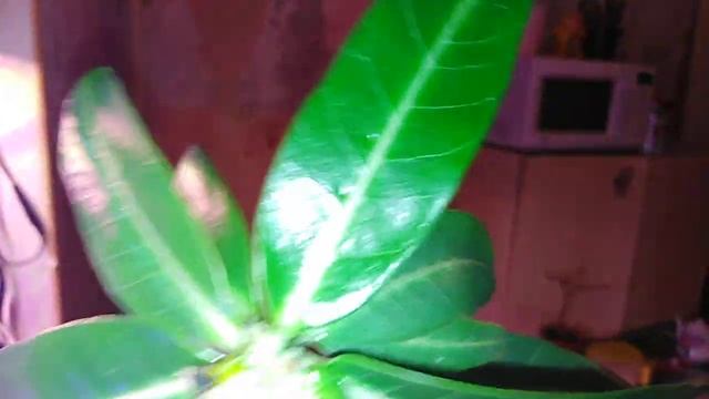 Роза "Кордана" - ответ на вопрос. смотреть онлайн