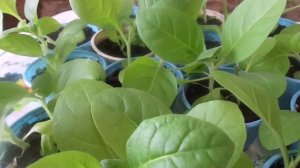 Выращивание рассады табака на подоконнике и в теплице.