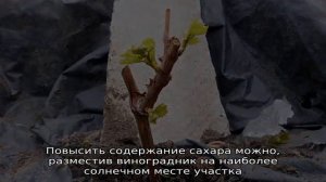 Виноград Страшенский