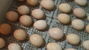 Инкубация куриных яиц - закладка куриных яиц в простейший инкубатор