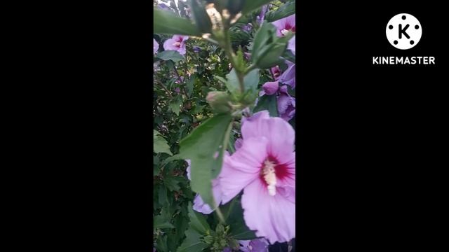 Гибискус сирийский садовый.#Shorts смотреть онлайн