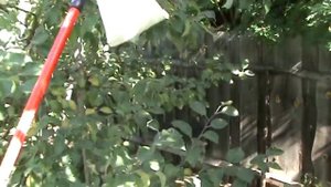 Плодосборник ручной, садовый.2