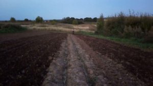 Пашем на минитракторе из мотоблока Нева.