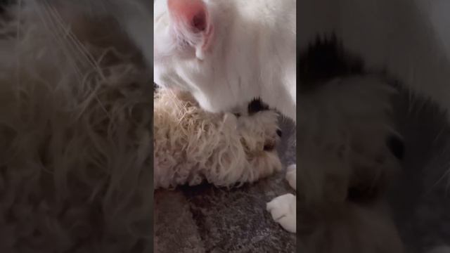 Мой любимый щенок😀