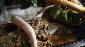 Ручная обсолета. Добрая змея. Как приручить змею.