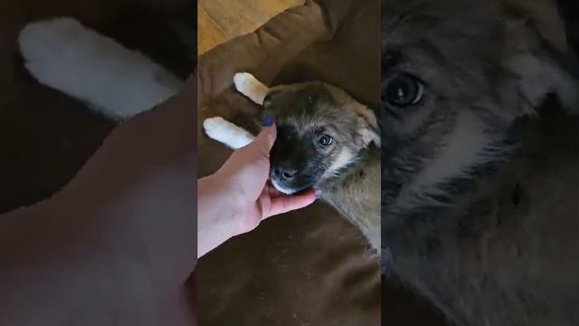 76.Бумер выздоравливает, а Сильвия задорная веселиться#щеночкивдобрыеручки смотреть онлайн