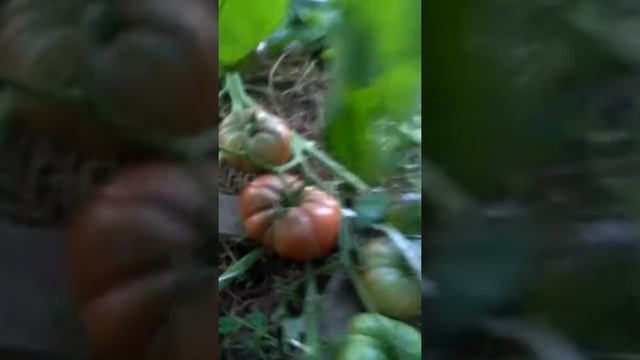 Сорт Чёрный Тульский(?).05.09.2019 смотреть онлайн