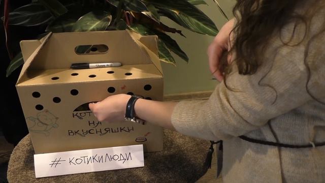Любителям кошек! Первое в Москве котокафе открылось!