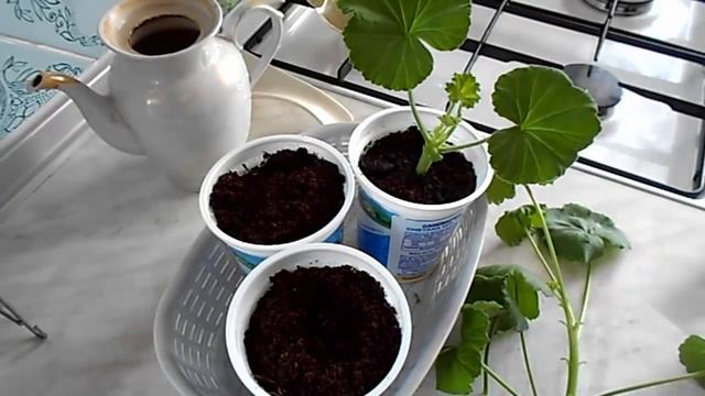 НАЧИНАЮ ЧЕРЕНКОВАТЬ ГЕРАНЬ. смотреть онлайн