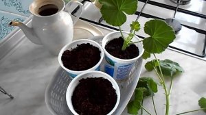 НАЧИНАЮ ЧЕРЕНКОВАТЬ ГЕРАНЬ.