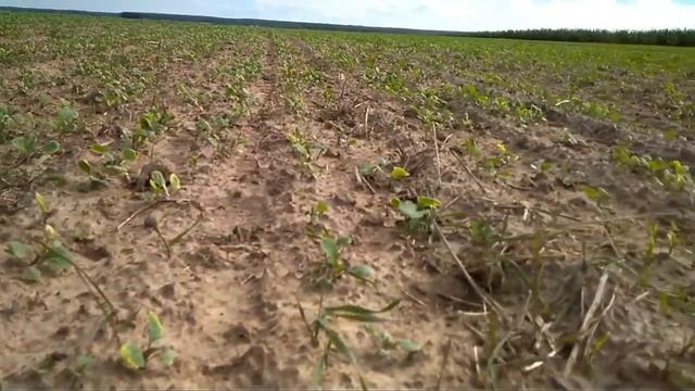 Озимый рапс, химпрополка Бутизан Стар и Шедоу смотреть онлайн