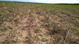 Озимый рапс, химпрополка Бутизан Стар и Шедоу