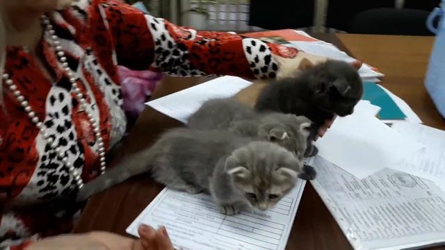 Котята новой экспериментальной породы фолмекс