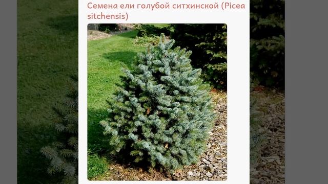 Семена ель голубая ситхинская