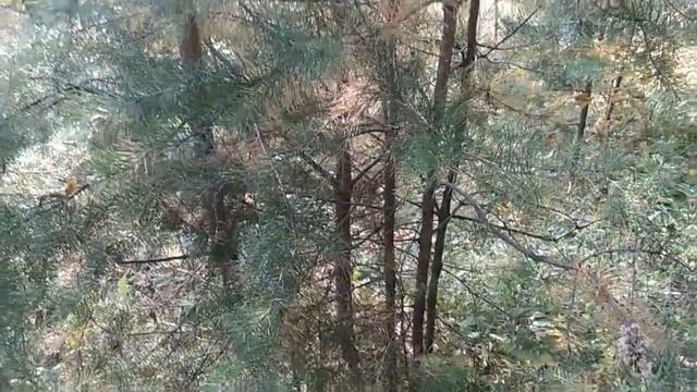 Новые сосны: так обновляется наш сказочный лес смотреть онлайн