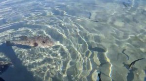 рыба собака