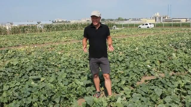 Огурец Аякс - ваша гарантированная прибыль смотреть онлайн