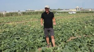 Огурец Аякс - ваша гарантированная прибыль