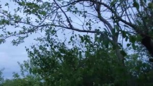 МОИ 6 СОТОК!!! ПОЛЬЗА ИЛИ ВРЕД ОТ МАЙСКИХ ЖУКОВ И ЧЕМ ЗАЩИЩАТЬ ОТ НИХ НАШЕ РАСТЕНИЯ!