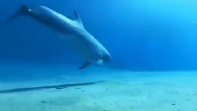 Plénitude - synthetiseur Korg TR61 Korg PA50 смотреть онлайн