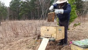 весенний осмотр пчел. развитие пчелосемьи после зимовки. облет молодой пчелы. первое расширение пче