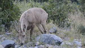 Сибирские горные козлы. Эксклюзивная видеосьемка